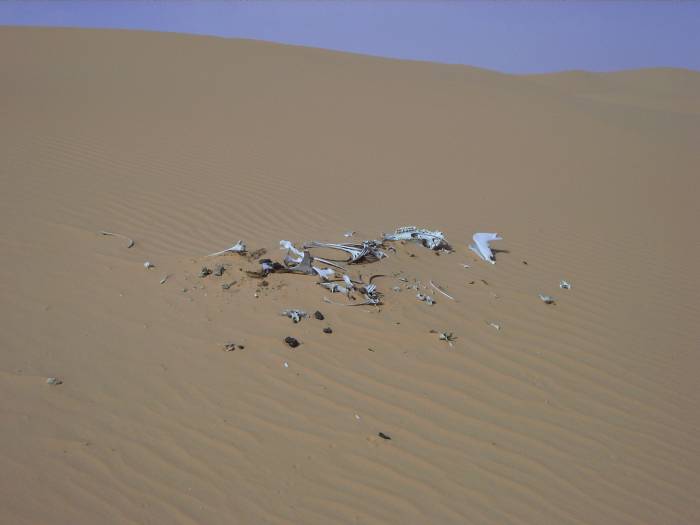 Squelette de ... dromadaire
