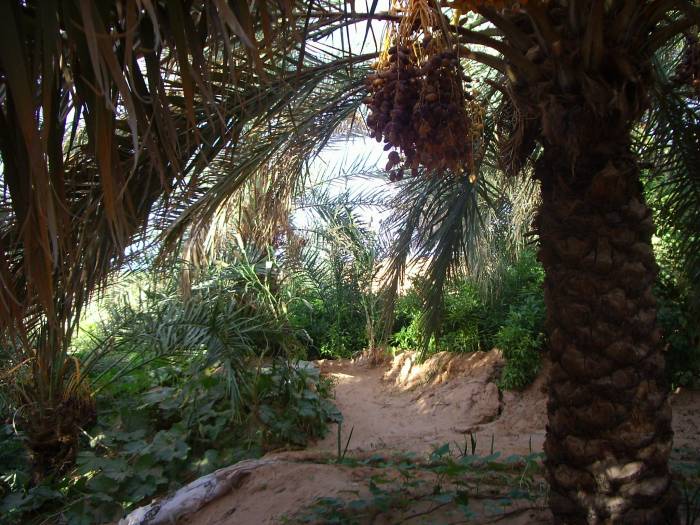 Oasis, au frais sous les palmiers