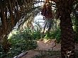 Oasis, au frais sous les palmiers