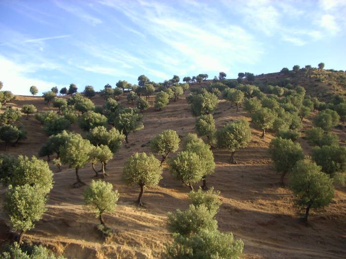 Qque part entre Oran et Blida