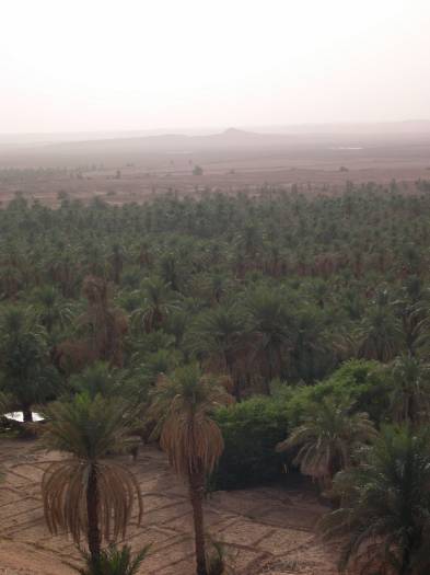 Palmeraie de Timimoun