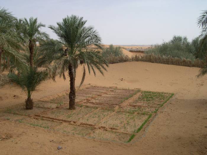 Oasis