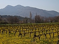 vignes fleuries