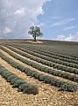 Ah la provence !