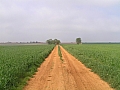 Toujours sur le plateau de Valensole