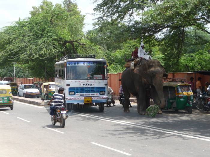 Bus qui double un elephant