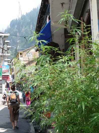 Weed in the street !