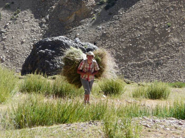 Campesino de Dibling
