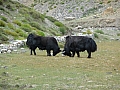 Combat de yaks !