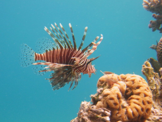 Lion fish !