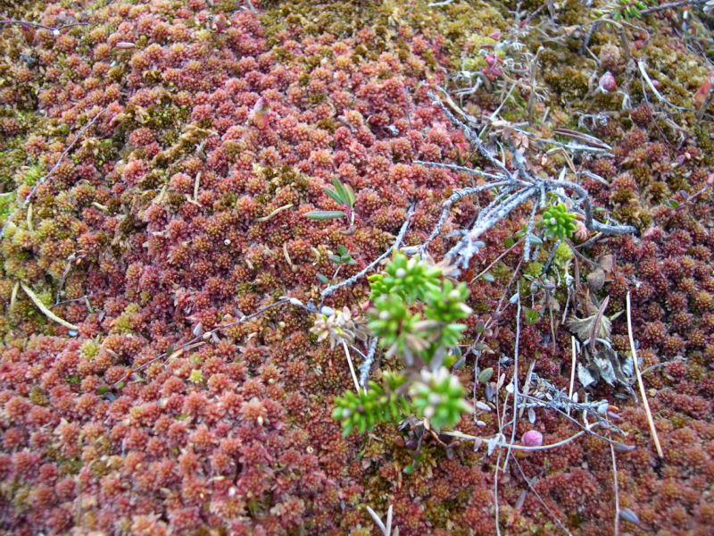Lichen