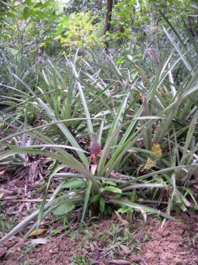 Champ d'ananas