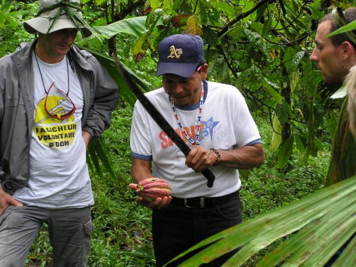 Tranchage du cacao