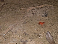 Grenouille rouge