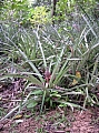 Champ d'ananas