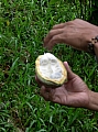 Cacao