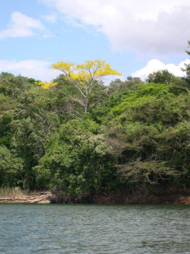 arbre jaune: Guayacan