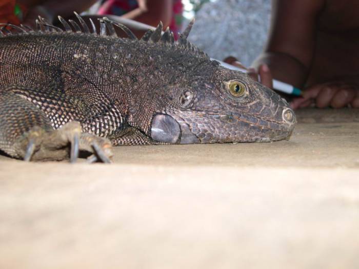 Iguane KO