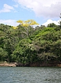arbre jaune: Guayacan