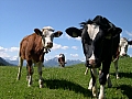 Nos amies les vaches !