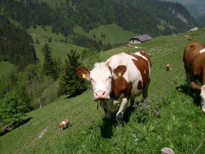 La vache qui broute.