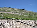 Vignes sur les rives du lac Lman.