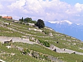 Vignes sur les rives du lac Lman.